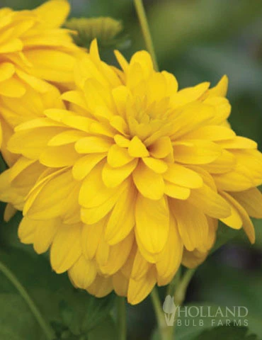 Menu Goldquell Rudbeckia 2 Menu Goldquell Rudbeckia - Image 2