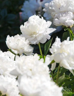 Menu Peony Collection -Cheap Garden Twist Store 77476 shirley temple peony 2