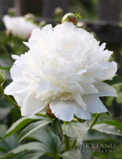 Menu Peony Collection -Cheap Garden Twist Store 77476 shirley temple peony 3