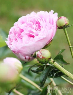 Menu Peony Collection -Cheap Garden Twist Store 77477 sarah bernhardt peony 1
