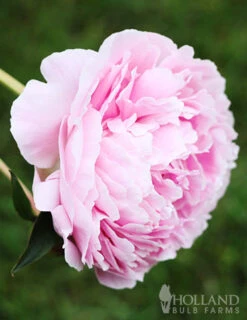 Menu Peony Collection -Cheap Garden Twist Store 77477 sarah bernhardt peony 2 1
