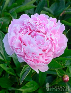 Menu Peony Collection -Cheap Garden Twist Store 77477 sarah bernhardt peony 5 1