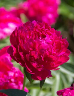 Menu Peony Collection -Cheap Garden Twist Store 77478 1