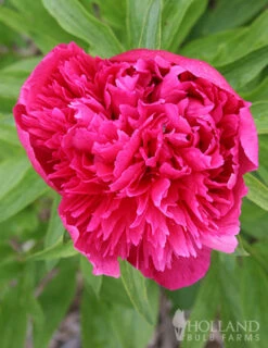 Menu Peony Collection -Cheap Garden Twist Store 77478 karl rosenfield peony 1