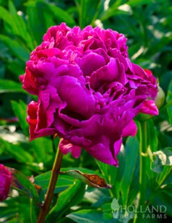 Menu Peony Collection -Cheap Garden Twist Store 77478 karl rosenfield peony 3 1