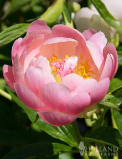 Cheap Garden Twist Store -Cheap Garden Twist Store 77484 coral sunset peony 2