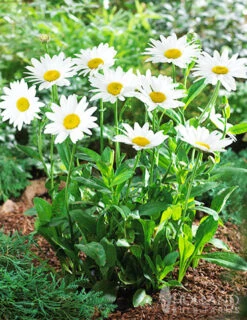 Menu Becky Shasta Daisy