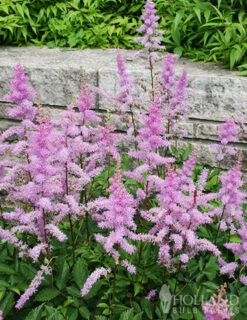 Menu Part Sun Perennial Garden Collection -Cheap Garden Twist Store 77494 visions astilbe
