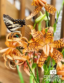 Menu Sunny Blooms Spring Through Summer Collection 29 Menu Sunny Blooms Spring Through Summer Collection -Cheap Garden Twist Store 77499 double tiger lily 5