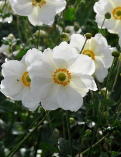 Menu Part Sun Perennial Garden Collection -Cheap Garden Twist Store 77502