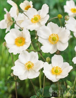 Menu Part Sun Perennial Garden Collection -Cheap Garden Twist Store 77502 honorine jobert anemone 3