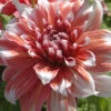 Menu Frost Nip Dahlia