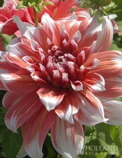 Menu Shimmering Sunset Dahlia Collection -Cheap Garden Twist Store 77504 frost nip dahlia 2