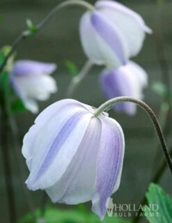 Menu Wild Swan Anemone -Cheap Garden Twist Store 77518 wild swan anemone 3