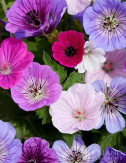 Menu Breeders Mix Hardy Geranium -Cheap Garden Twist Store 77519 breeders mix geranium 3