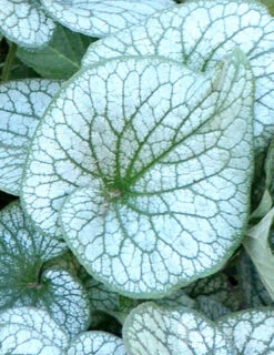 Menu Deer Resistant Shade Garden Collection -Cheap Garden Twist Store 77520 alexanders great brunnera 2