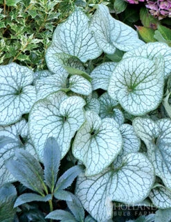 Menu Deer Resistant Shade Garden Collection -Cheap Garden Twist Store 77520 alexanders great brunnera