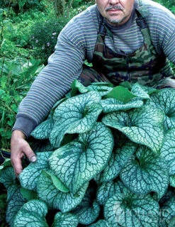 Menu Deer Resistant Shade Garden Collection -Cheap Garden Twist Store 77520 alexanders great brunnera 3