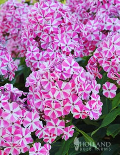 Menu Tall Phlox Collection -Cheap Garden Twist Store 77522 peppermint twist tall phlox 1