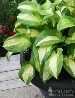 Menu Golden Glory Shade Garden Collection -Cheap Garden Twist Store 77524 color festival hosta 2 1