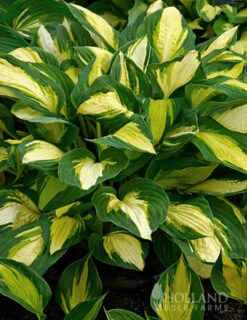 Menu Golden Glory Shade Garden Collection -Cheap Garden Twist Store 77524 color festival hosta 3 1
