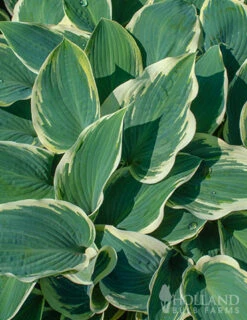Menu El Nino Hosta -Cheap Garden Twist Store 77525 el nino hosta 3