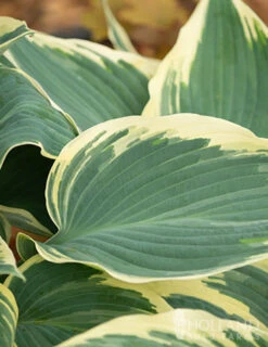 Menu El Nino Hosta -Cheap Garden Twist Store 77525 el nino hosta 4