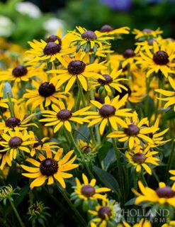 Menu Little Goldstar Rudbeckia -Cheap Garden Twist Store 77530 little goldstar rudbeckia