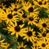 Menu Little Goldstar Rudbeckia