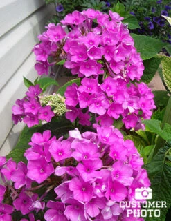 Menu Purple Flame Tall Phlox -Cheap Garden Twist Store 77538 purple flame tall phlox