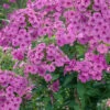 Menu Purple Flame Tall Phlox