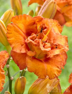 Menu Awesome Luck Daylily -Cheap Garden Twist Store 77540 awesome luck daylily 2