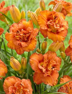 Menu Awesome Luck Daylily