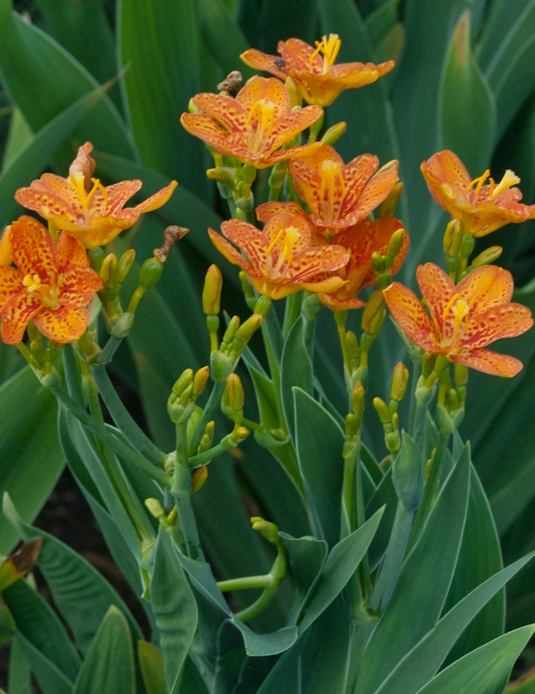 Menu Freckle Face Blackberry Lily 2 Menu Freckle Face Blackberry Lily - Image 2