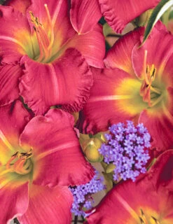 Menu Re-Blooming Daylily Collection -Cheap Garden Twist Store 77545 01