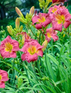 Menu Re-Blooming Daylily Collection -Cheap Garden Twist Store 77545 02