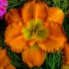 Menu Earlybird Oriole Re-Blooming Daylily