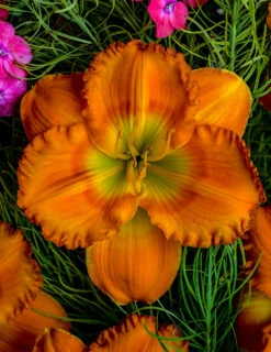 Menu Re-Blooming Daylily Collection -Cheap Garden Twist Store 77546