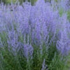 Menu Blue Jean Baby Russian Sage