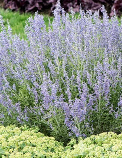 Menu Drought Tolerant Perennial Garden Collection -Cheap Garden Twist Store 77550 blue jean baby russian sage
