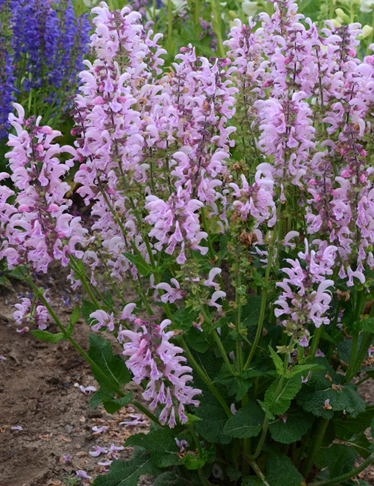 Menu Ballerina Pink Salvia 2 Menu Ballerina Pink Salvia - Image 2