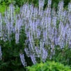 Menu Crystal Blue Salvia