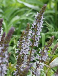 Menu Crystal Blue Salvia -Cheap Garden Twist Store 77552 crystal blue salvia