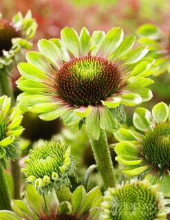 Menu Green Twister Coneflower -Cheap Garden Twist Store 77558 echinacea green twister