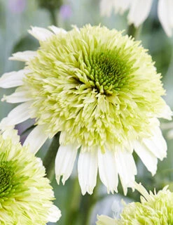 Menu Delicious Nougat Coneflower -Cheap Garden Twist Store 77559 echinacea delicious nouget 2