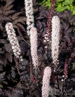 Menu Twilight And Light Shade Garden Collection -Cheap Garden Twist Store 77560 actaea chocoholic 1 1