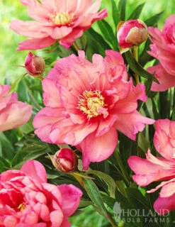 Menu Hillary Itoh Hybrid Peony 5 Menu Hillary Itoh Hybrid Peony -Cheap Garden Twist Store 77569 hillary peony 2