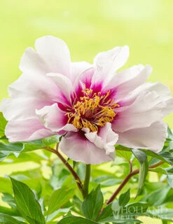 Menu Cora Louise Itoh Hybrid Peony -Cheap Garden Twist Store 77570 cora louise peony 4