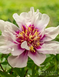 Menu Cora Louise Itoh Hybrid Peony -Cheap Garden Twist Store 77570 cora louise peony 6