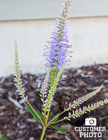 Menu Cupid Culver's Root 2 Menu Cupid Culver's Root - Image 2